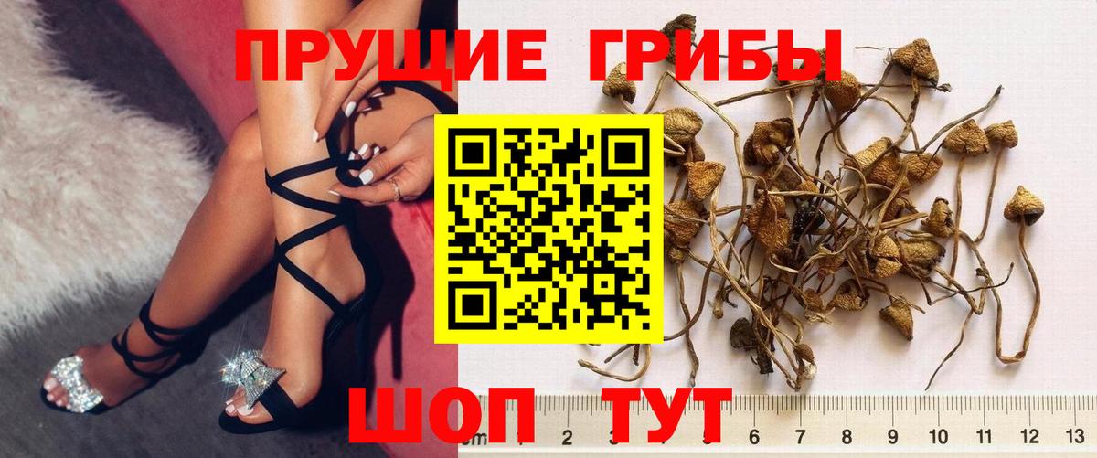 Саяногорск  Псилоцибиновые грибы Psilocybe  Вход с VPN 
